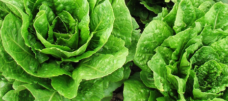Salades - jardinerie Derly Lanton